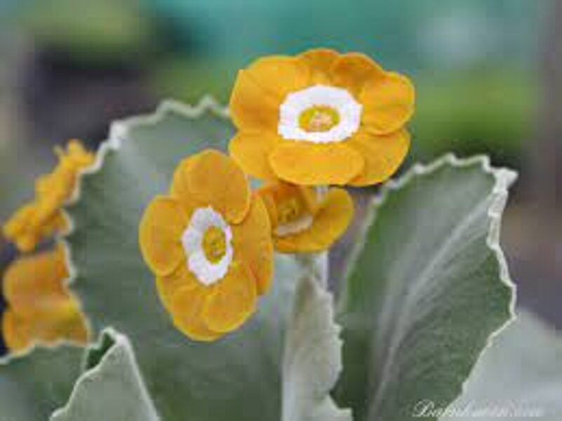 Raktažolė ausytoji (Primula auricula) 'Fanciful'