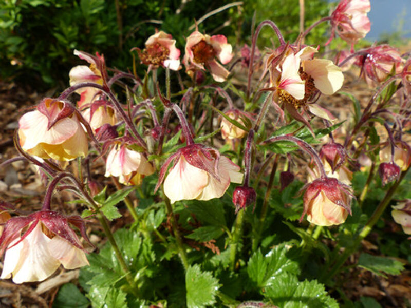 Raudonoji žiognagė (Geum rivale) 'Pink Frills'