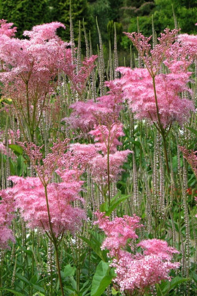 Vingiorykštė raudonoji (Filipendula rubra) 'Venusta'
