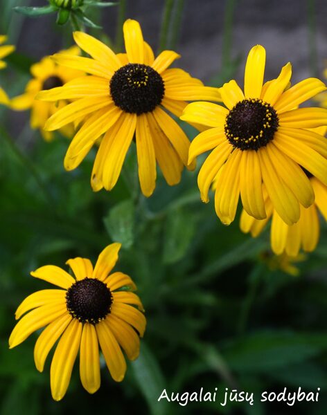 Rudbekijos