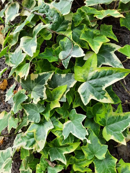 Gebenė kolchidinė (Hedera colchica) 'Dentata Variegata'