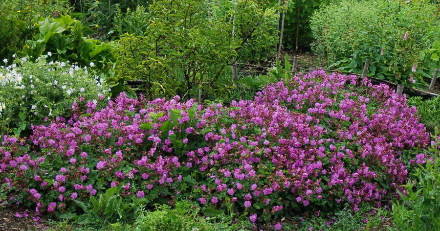 Snaputis (Geranium x cantabrigiense) 'Karmina'