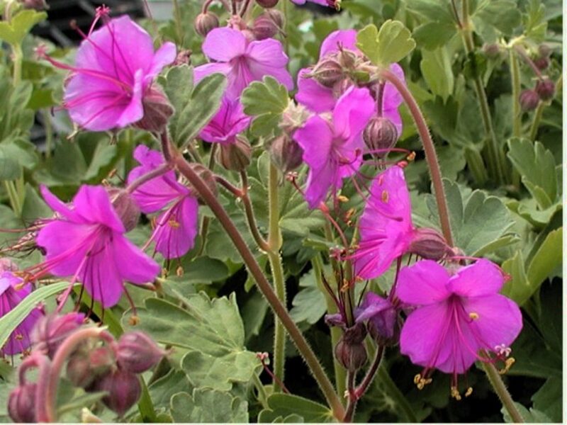 Stambiašaknis snaputis (Geranium macrorrhizum) 'Czakor'