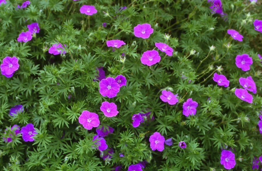 Raudonžiedis snaputis (Geranium sanguineum) 'Cedric Morris'