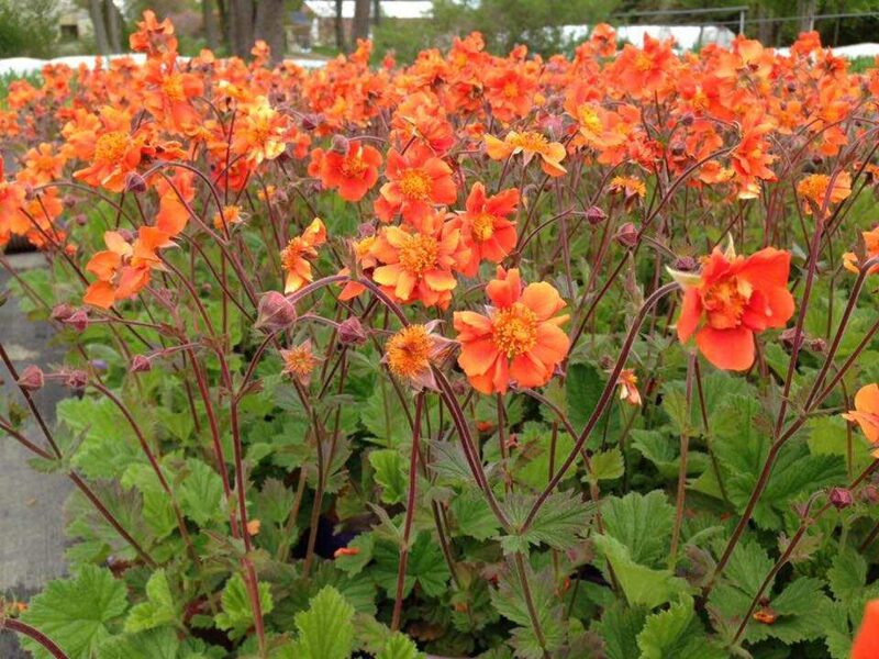 Žiognagė (Geum) 'Sea Breeze'