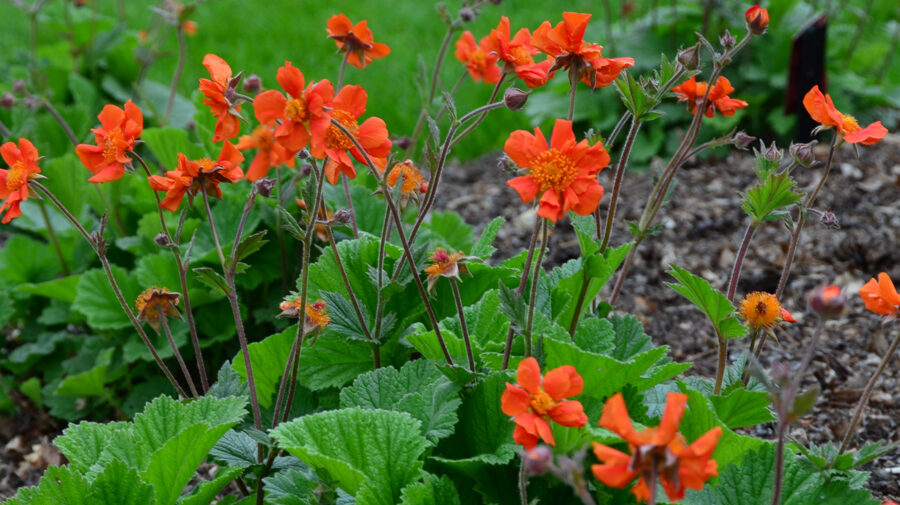 Žiognagė (Geum) 'Sea Breeze'