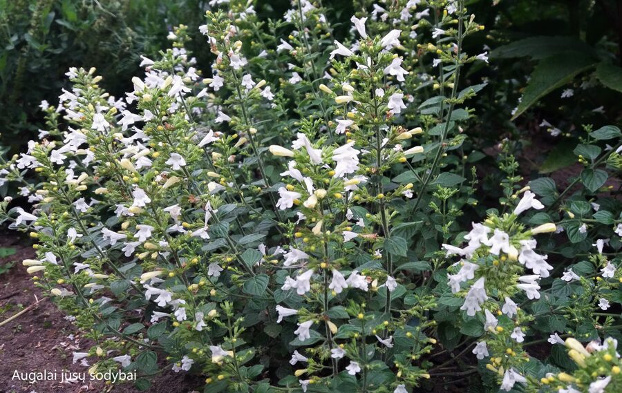 Girmėtė vaistinė (Calamintha nepeta) 'Marvelete White'