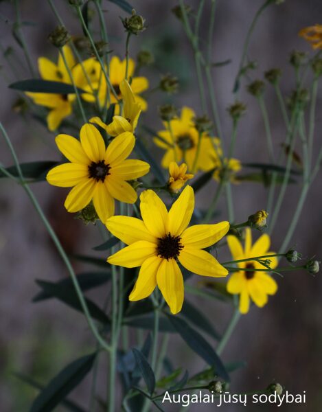 Gludas (Coreopsis tripteris)