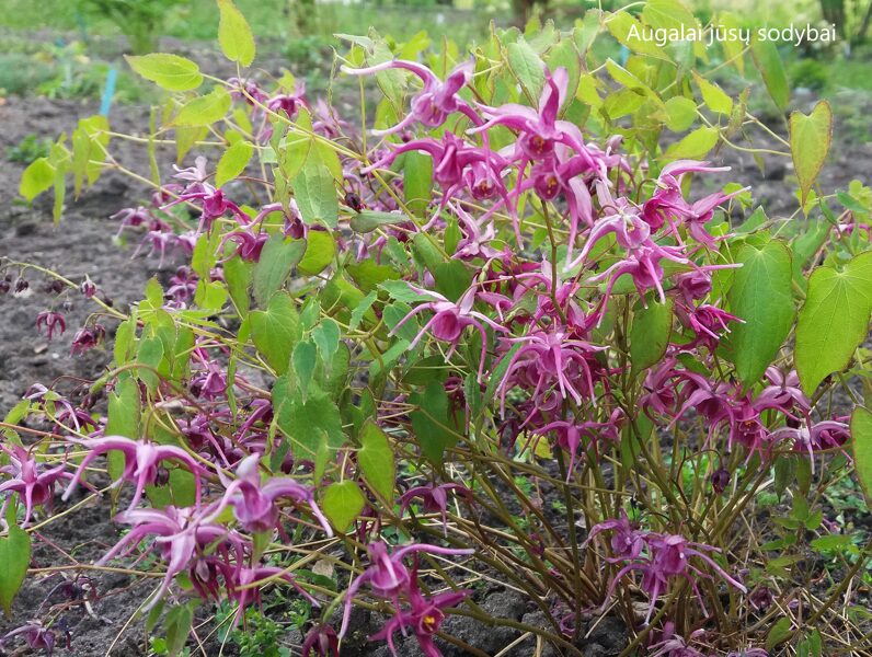 Epimedis (Epimedium) b.p.