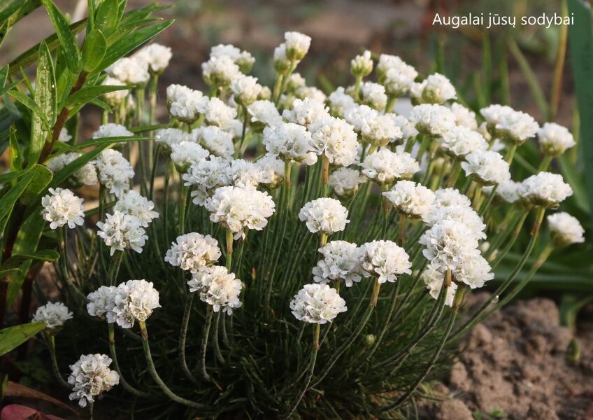 Gvaizdė pajūrinė (Armeria maritima) ‘Alba’