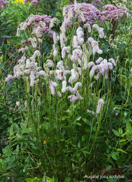 Kraujalakė (Sanguisorba hakusanensis)