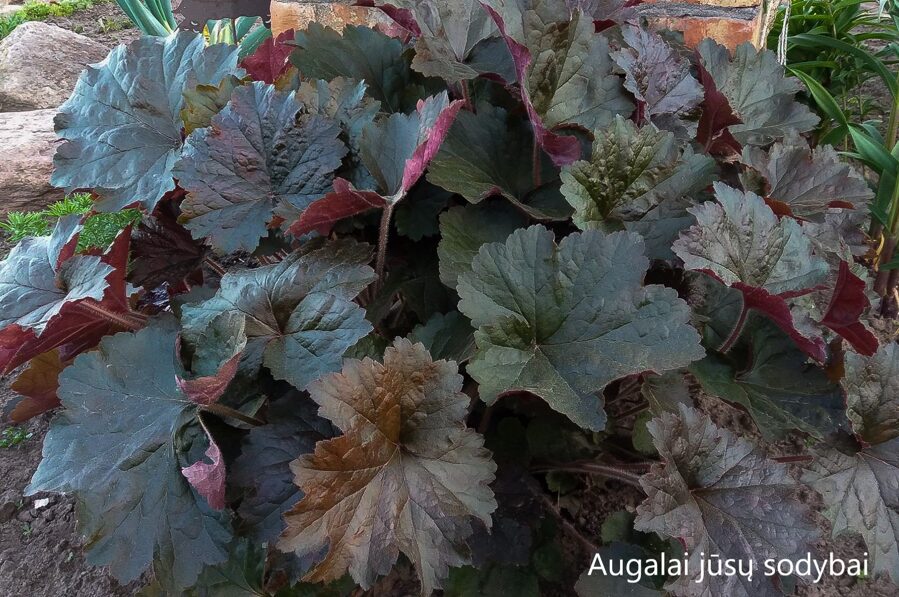 Alūnė (Heuchera) 'Harry Hay'