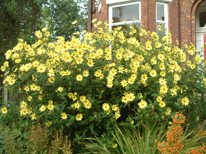 Saulėgrąža (Helianthus) 'Carine'