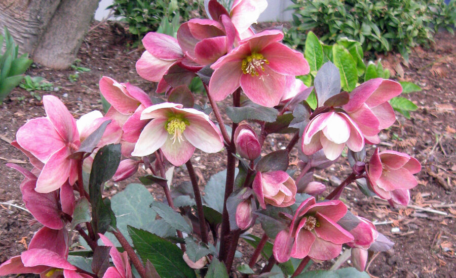 Eleboras (Helleborus) 'HGC ® Pink Frost'