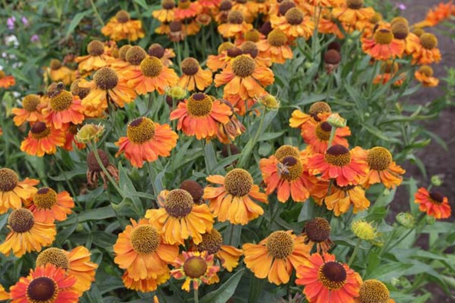 Saulainė (Helenium) 'Mardi Gras'