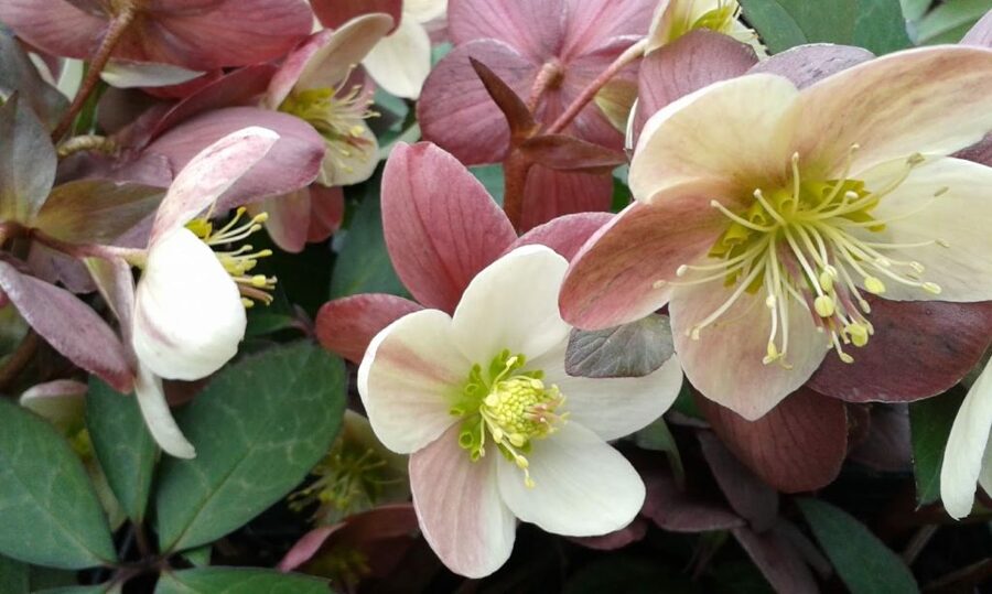 Eleboras (Helleborus) 'Candy Love'