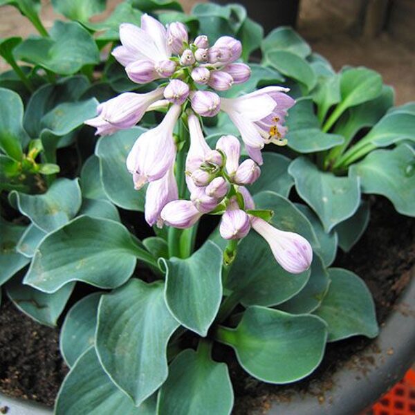 Melsvė (Hosta) 'Blue Mouse Ears'