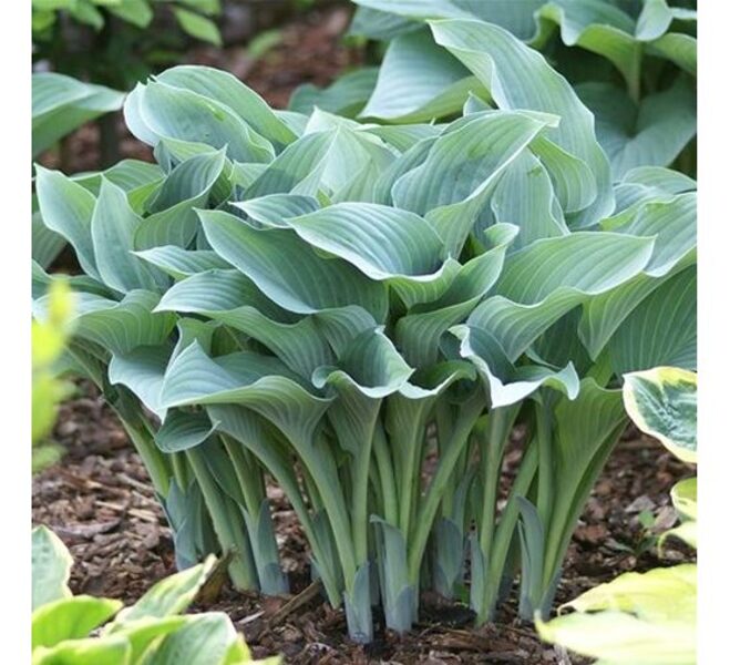 Melsvė (Hosta) 'Krossa Regal' 