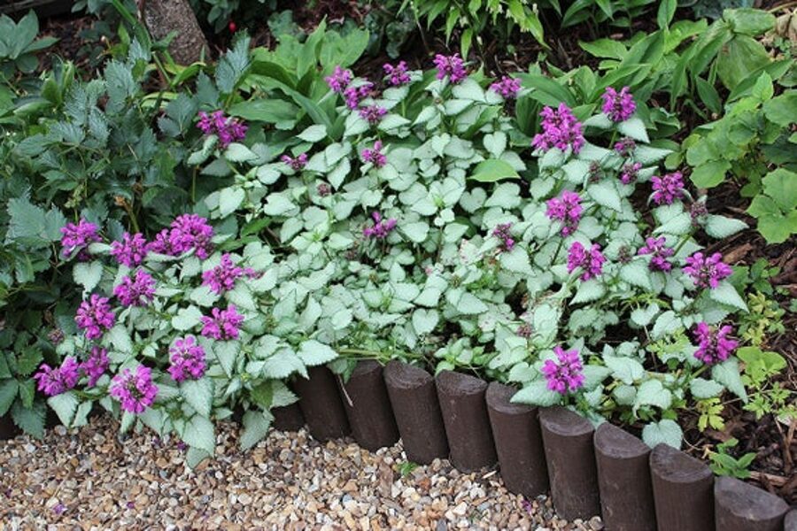 Dėmėtoji notrelė (Lamium maculatum) ‘Beacon Silver’