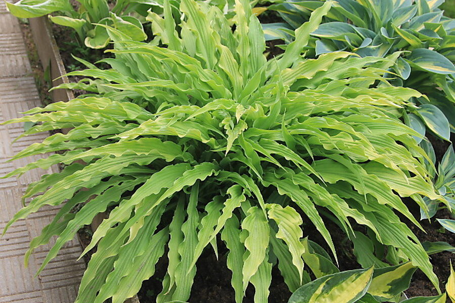 Melsvė (Hosta) 'Curly Fries'