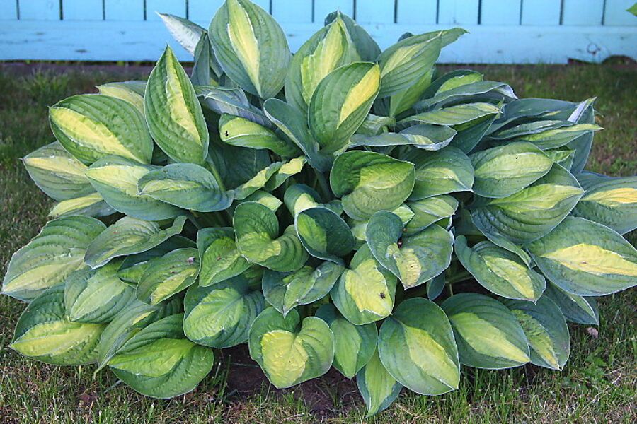 Melsvė (Hosta) 'Gypsy Rose'