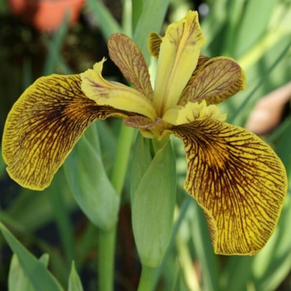 Geltonasis vilkdalgis (Iris pseudacorus) ‘Berlin Tiger‘