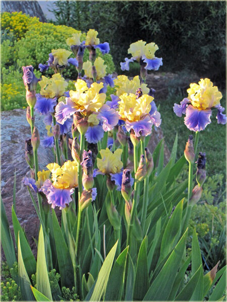 Vilkdalgis (Iris) 'Edith Wolford'