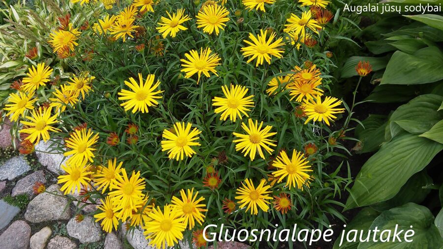 Jautakė gluosnialapė (Buphthalmum salicifolium)
