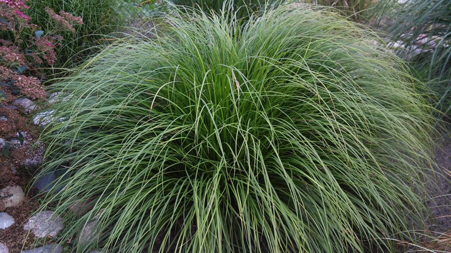 Kalninė viksva (Carex montana)