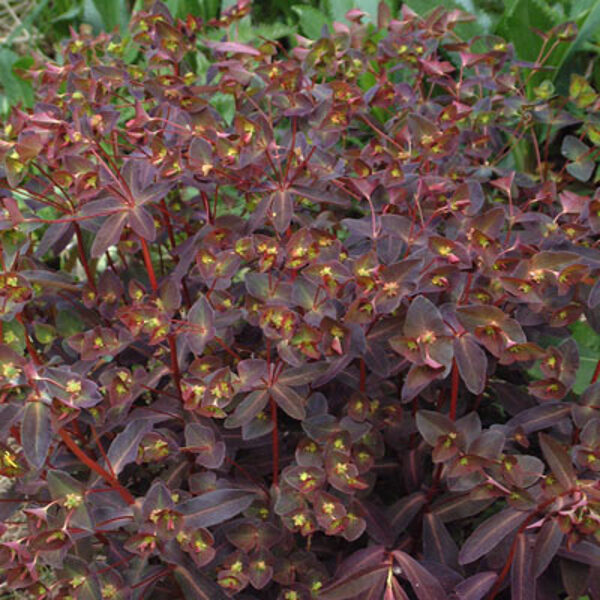 Karpažolė (Euphorbia dulcis) 'Chameleon'