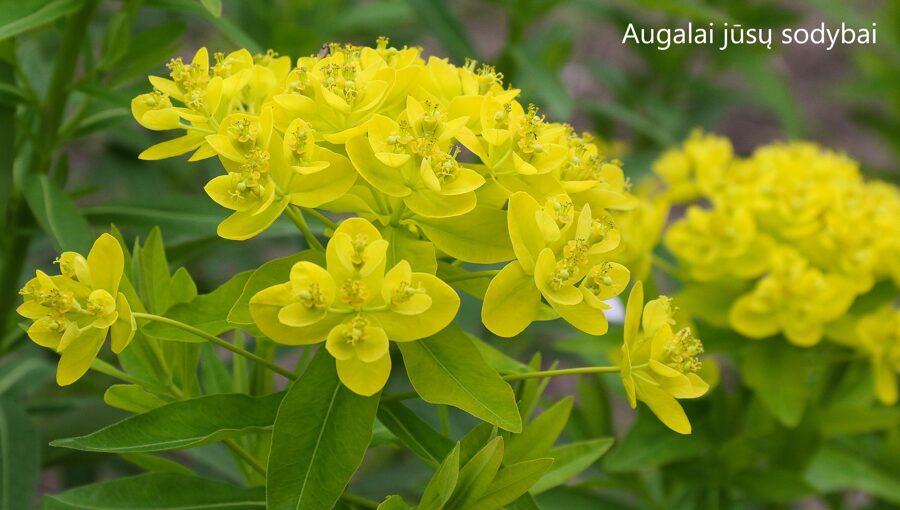 Karpažolė (Euphorbia palustris) 'Teichlaterne'