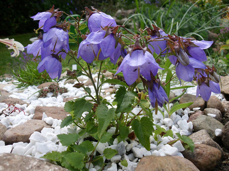 Katilėlis (Campanula kemulariae)