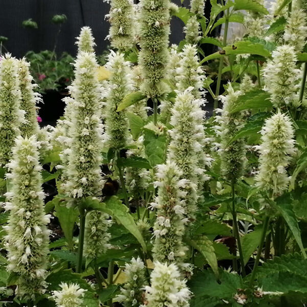 Kinmėtė pankolinė (Agastache foeniculum) 'Alba'