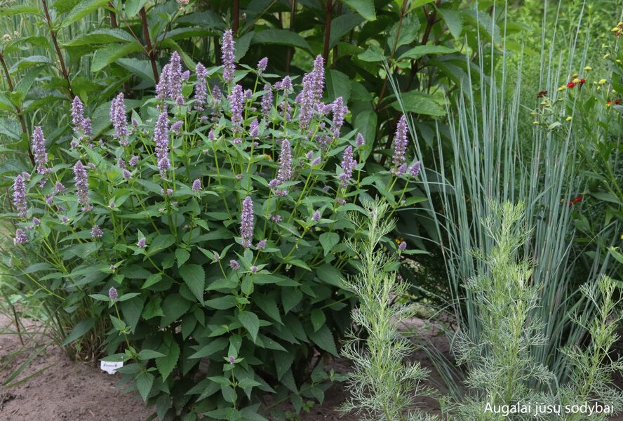 Kinmėtė (Agastache) b.p.