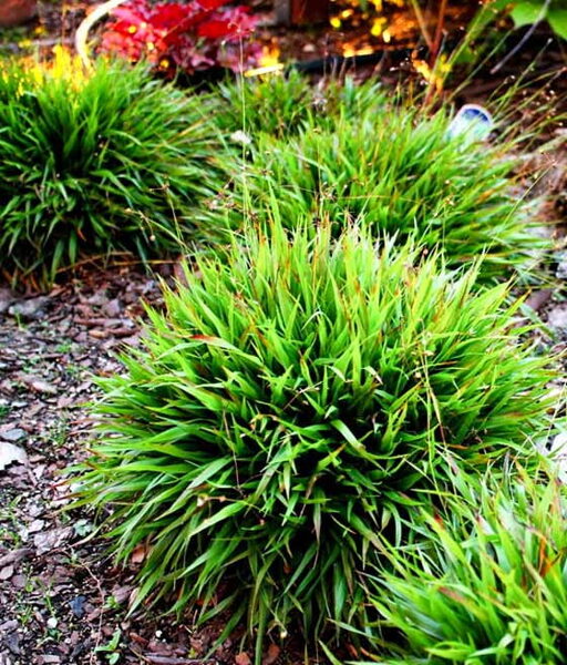 Kiškiagrikis plaukuotasis (Luzula pilosa) 'Igel'