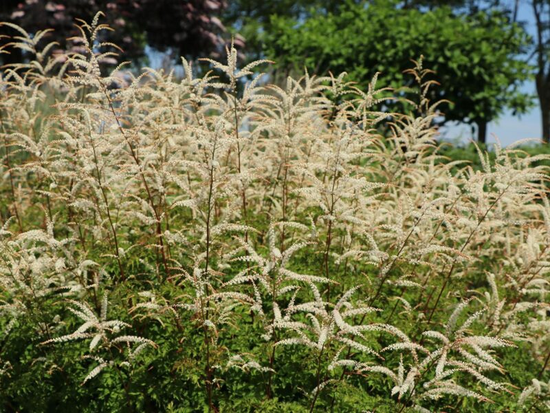 Arunkas (Aruncus) 'Johannifest'