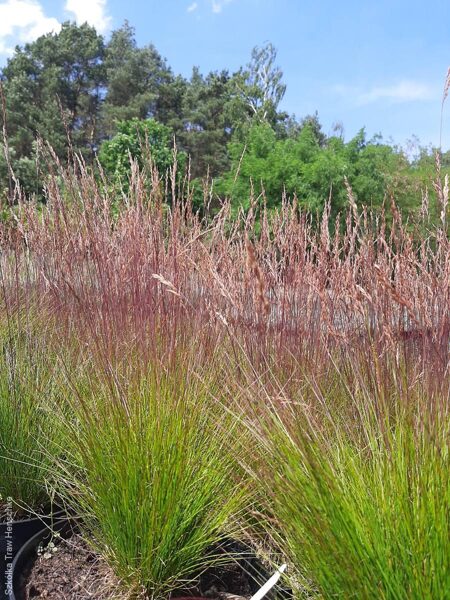 Eraičinas (Festuca) 'Walberla'