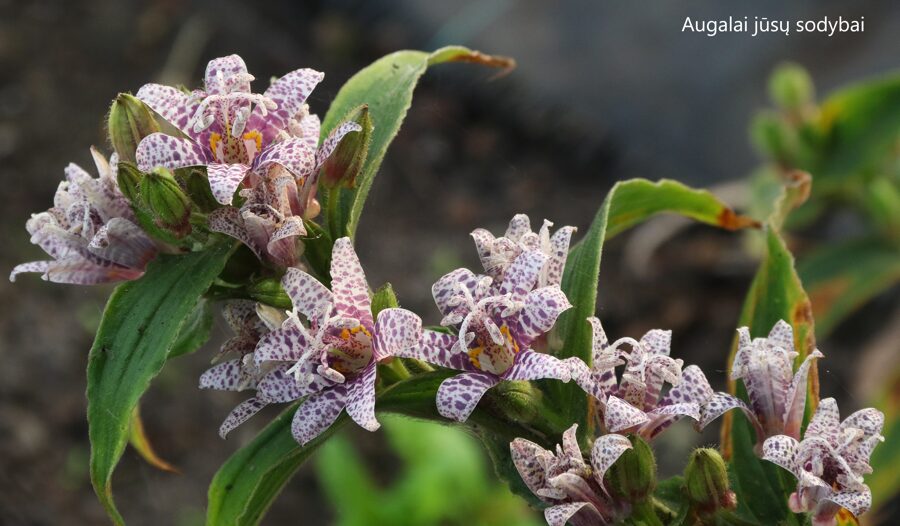 Kreivuonis plaukuotasis (Tricyrtis hirta) 'Miyazaki'
