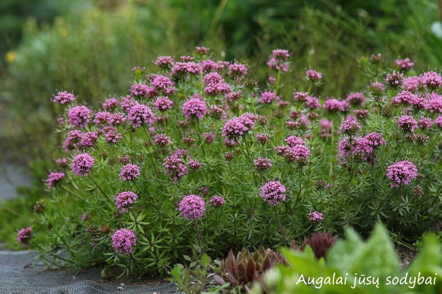Kryžmenis raudonžiedis (Phuopsis stylosa)