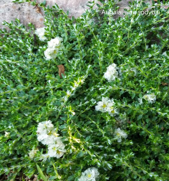 Kurkulė (Paronychia kapela ssp. serpyllifolia)