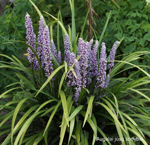 Laibūnė (Liriope muscari)