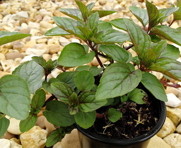 Ledinukų mėta (Mentha piperita) 'Cinderella'