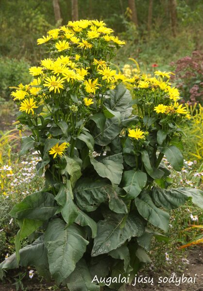 Legėstas (Silphium x JS) 'Maya'