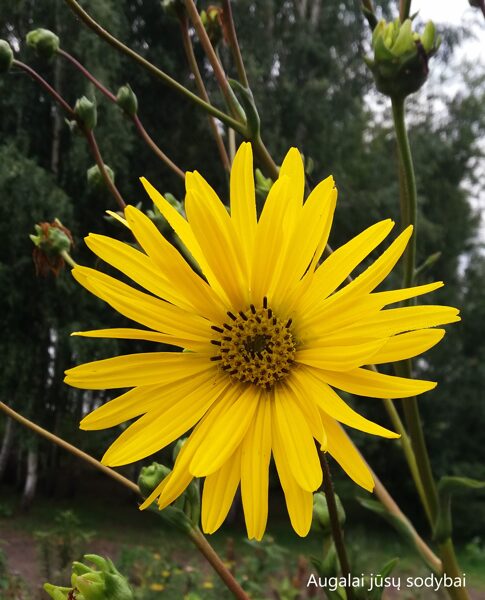 Legėstas plunksnalapis (Silphium laciniatum)