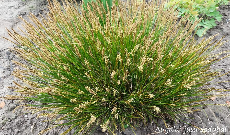 Liekninė viksva (Carex davalliana)
