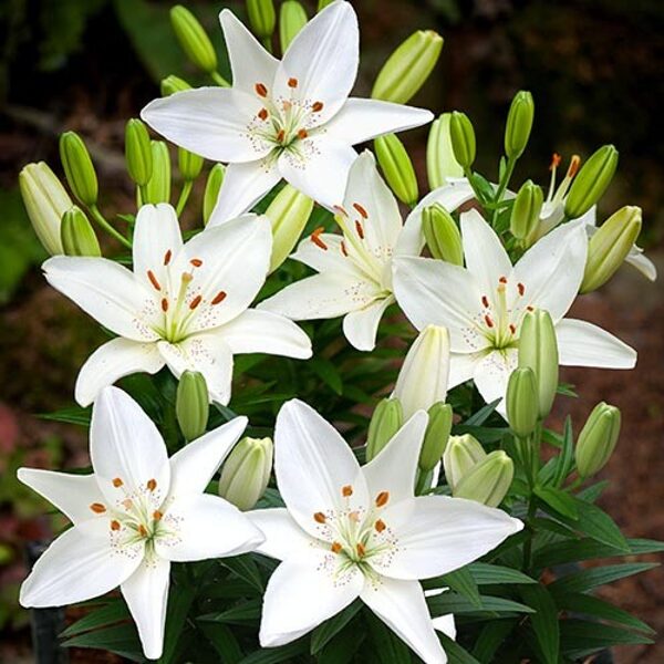 Lelija (Lilium) 'Belem'