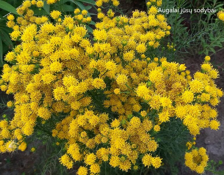 Linalapis astras (Aster linosyris sin. Galatella linosyris)