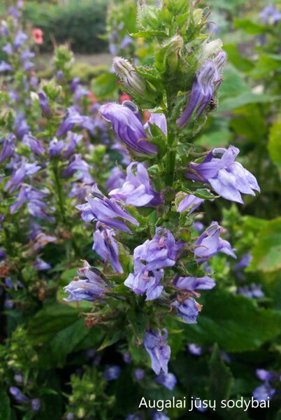 Lobelija (Lobelia siphilitica)