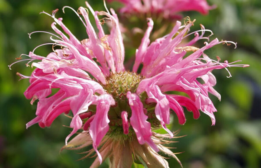 Monarda (Monarda) 'Melissa'