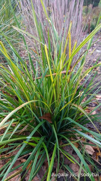 Mėlitas (Sesleria haufleriana) 'Goldstreif'